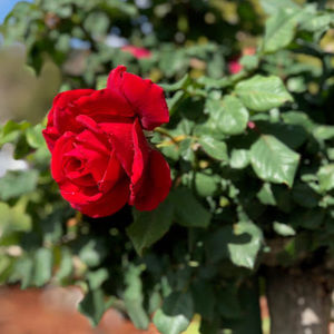 Meet your Posher, Yessica